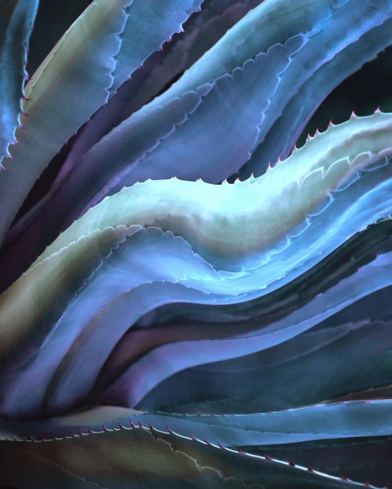 Aqua Agave Waves by Robin Wechsler — canvas wall art
