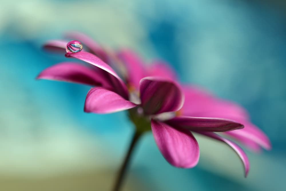 Pink Flower Droplet by Heidi Westum — canvas wall art