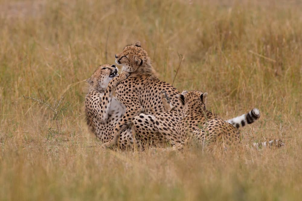 Cheetah Family Frolic by Valerio Ferraro — canvas wall art