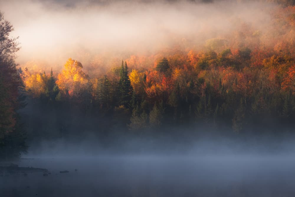 Golden Misty Forest by Ti Wang — canvas wall art
