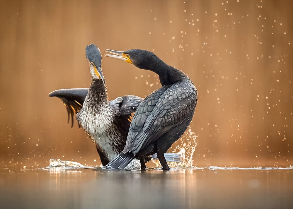 Cormorants Splashing Golden Water by Annie Poreider — canvas wall art