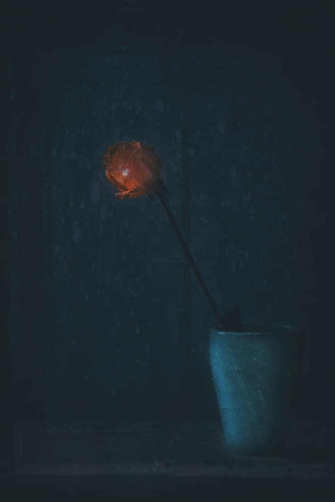 Glowing Red Bloom by Delphine Devos — canvas wall art