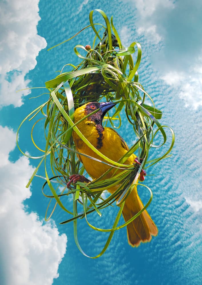 Yellow Weaver Nest by Carlo Kaminski — canvas wall art