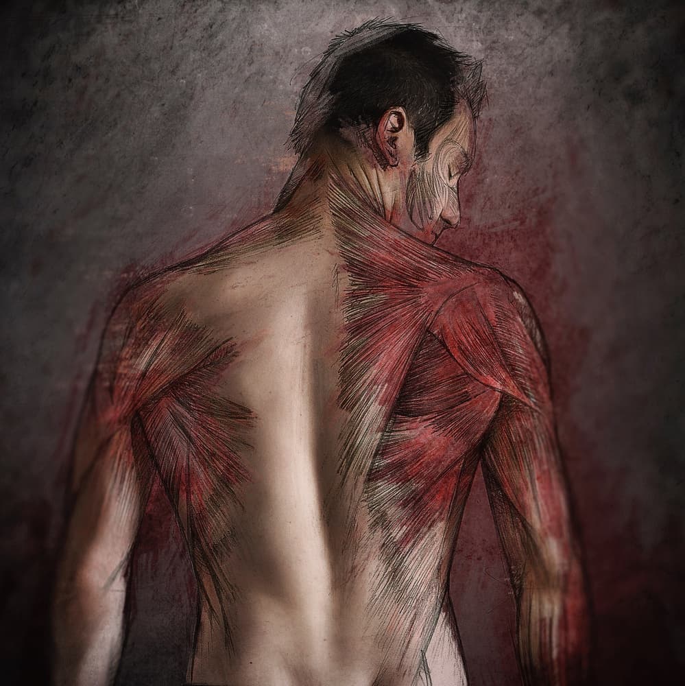 Red Muscle Anatomy by Sebastien DEL GROSSO — canvas wall art