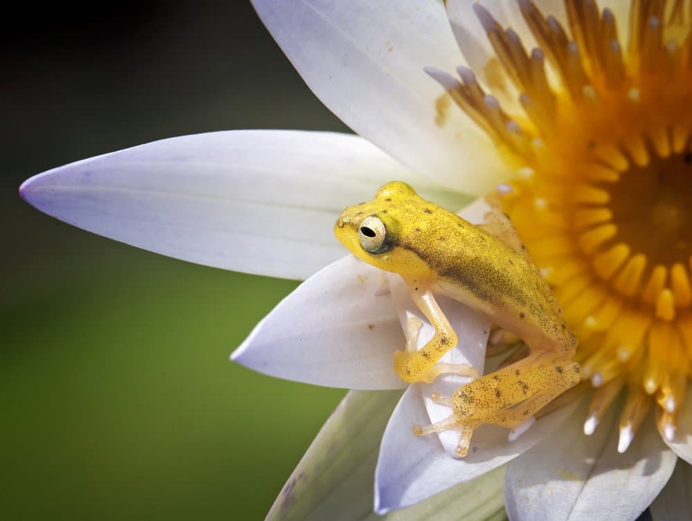 Serene Frog on Lily by Angela Muliani Hartojo — canvas wall art