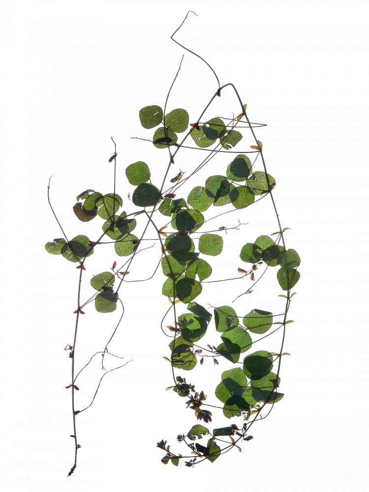 Vine’s Dance by Shot by Clint — canvas wall art