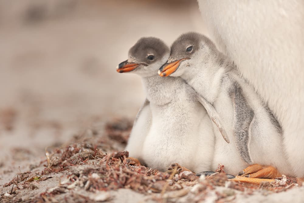 Warm Penguin Embrace by Joan Gil Raga — canvas wall art
