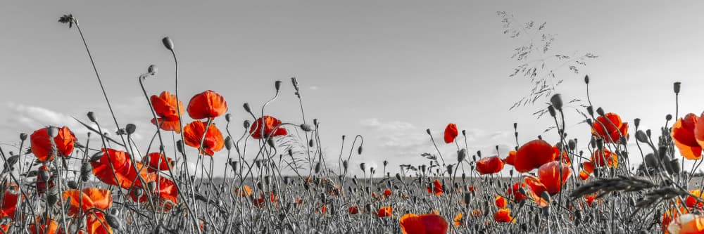 Vibrant Poppy Field by Melanie Viola — canvas wall art