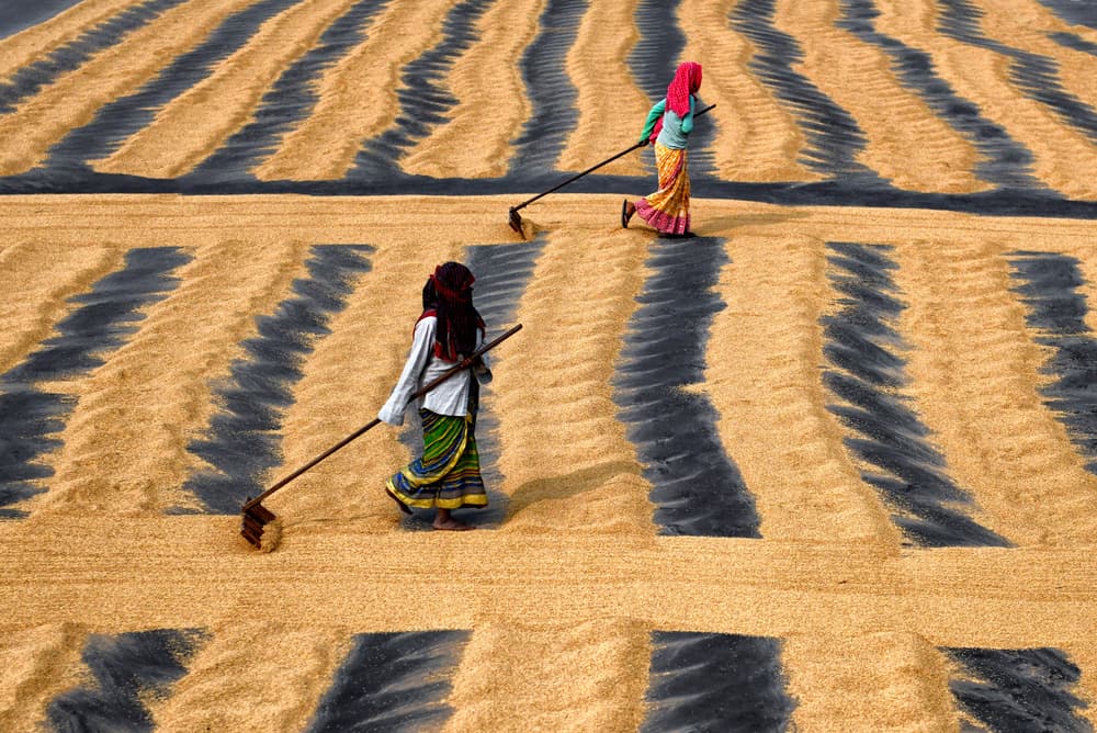 Workers Drying Golden Paddy by Avishek Das — canvas wall art