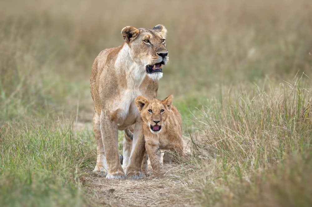 The brave little cub by Jeffrey C. Sink — canvas wall art