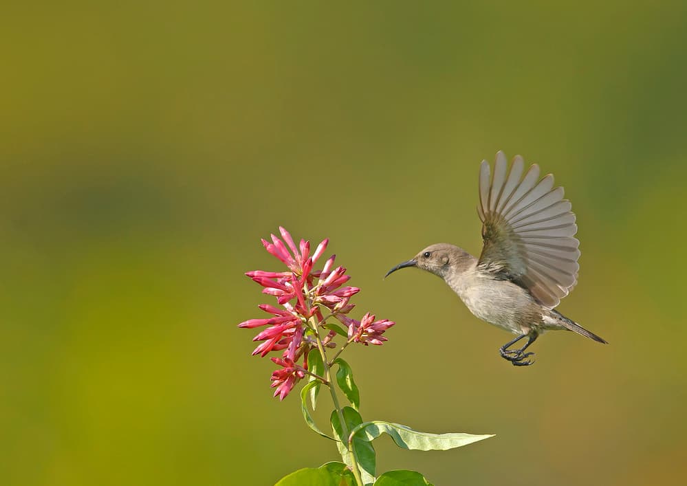 Hovering Bird and Bloom by Shlomo Waldmann — canvas wall art