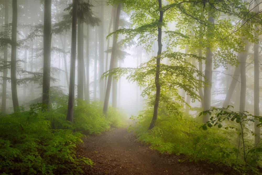 Misty Forest Path by Norbert Maier — canvas wall art