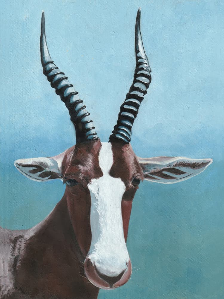 African Blesbok Gaze by Viccy Wanliss — canvas wall art