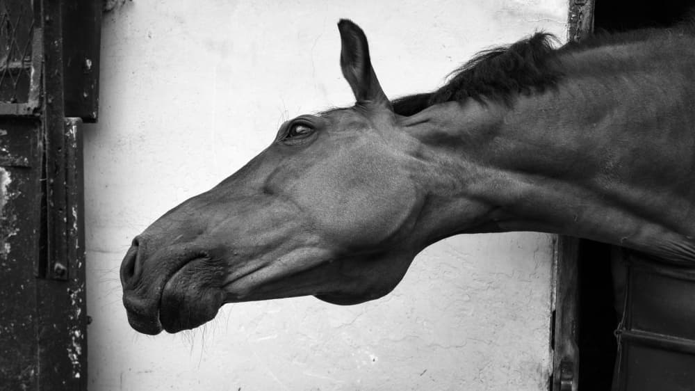 Curious Horse Profile by Primož Kožuh — canvas wall art