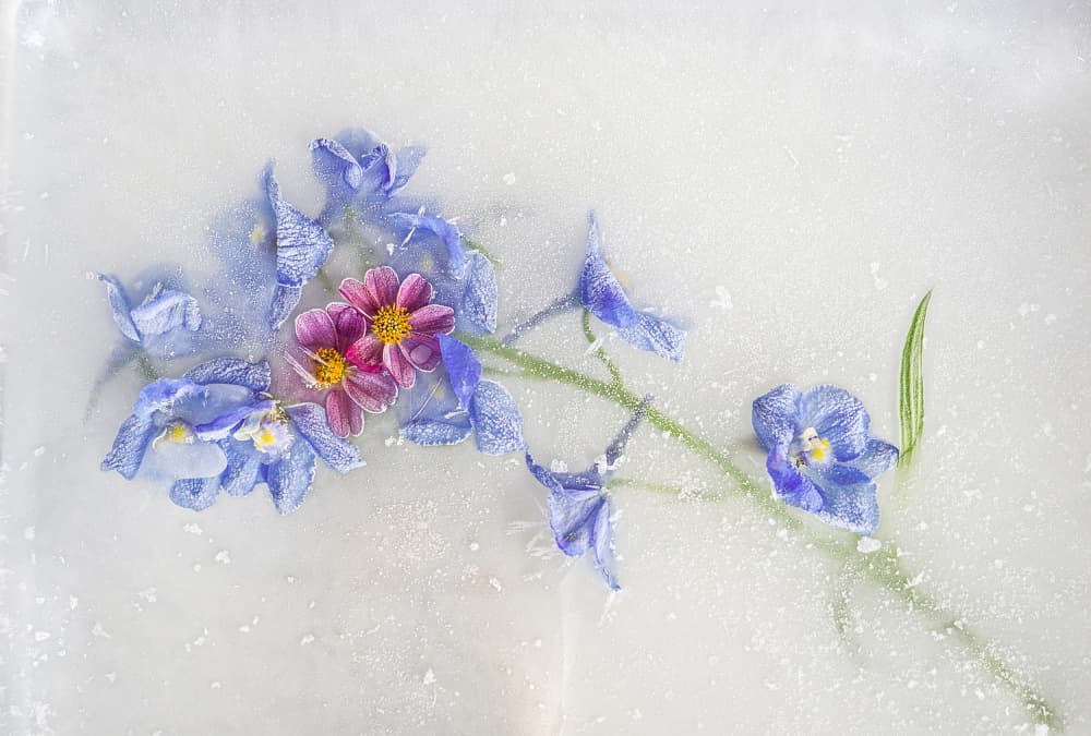 Frozen Blue Blooms by Pedro Uranga — canvas wall art