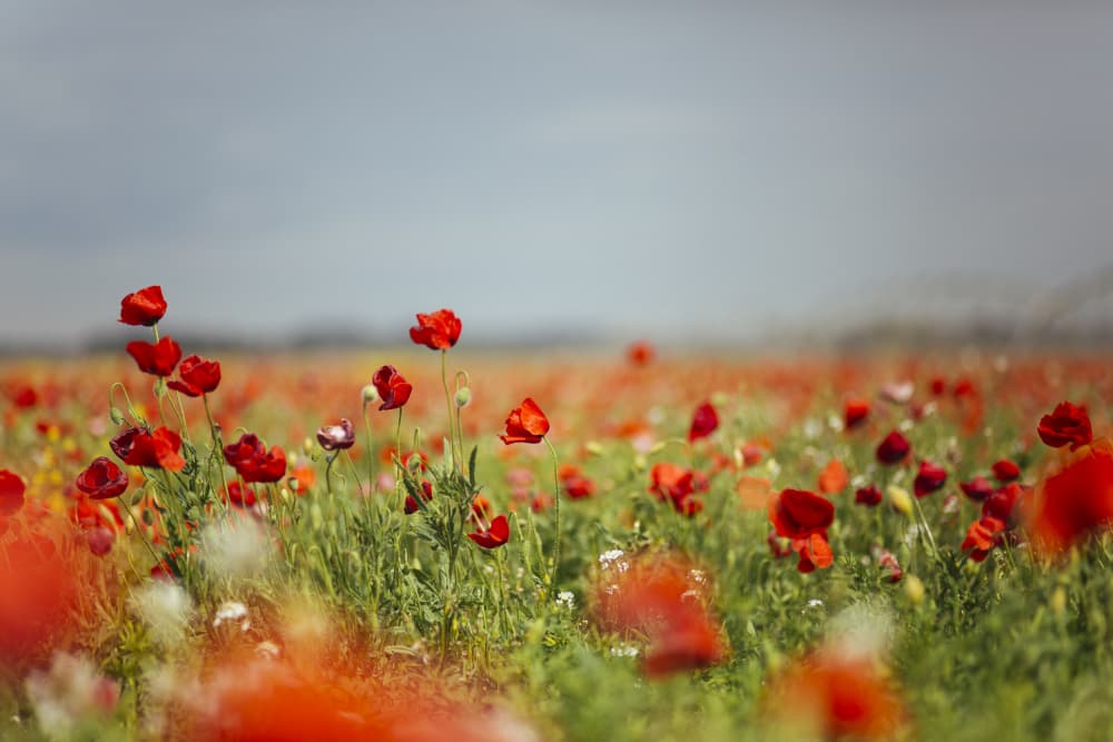 Red Poppy Field by Javier Pardina — canvas wall art
