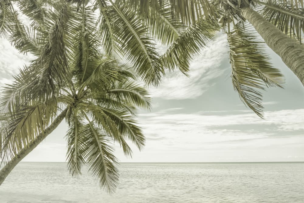 Vintage Palm Horizon by Melanie Viola — canvas wall art