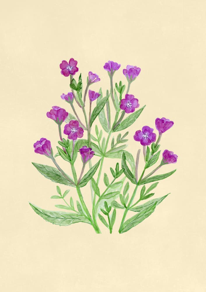 Purple Watercolor Blooms by Rosana Laiz Blursbyai — canvas wall art