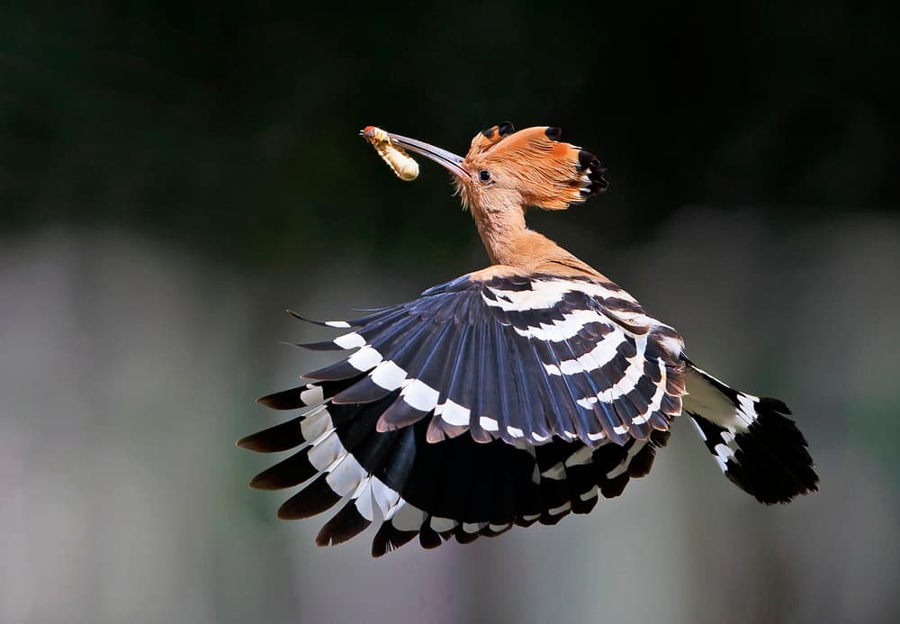 Hoopoe Bird In Flight by Shlomo Waldmann — canvas wall art