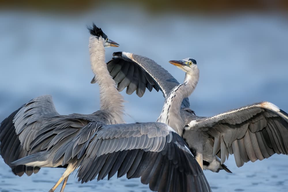 Grey Herons Display by Mallal Moshe — canvas wall art