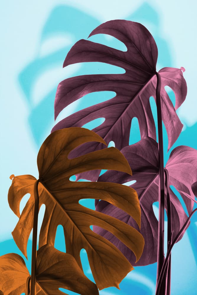 Colorful Monstera Shadows by Pictufy Studio III — canvas wall art