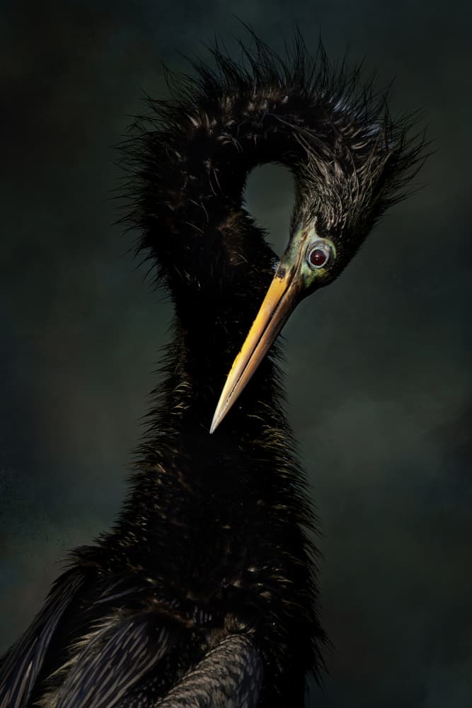 Elegant Dark Anhinga by Linda D Lester — canvas wall art