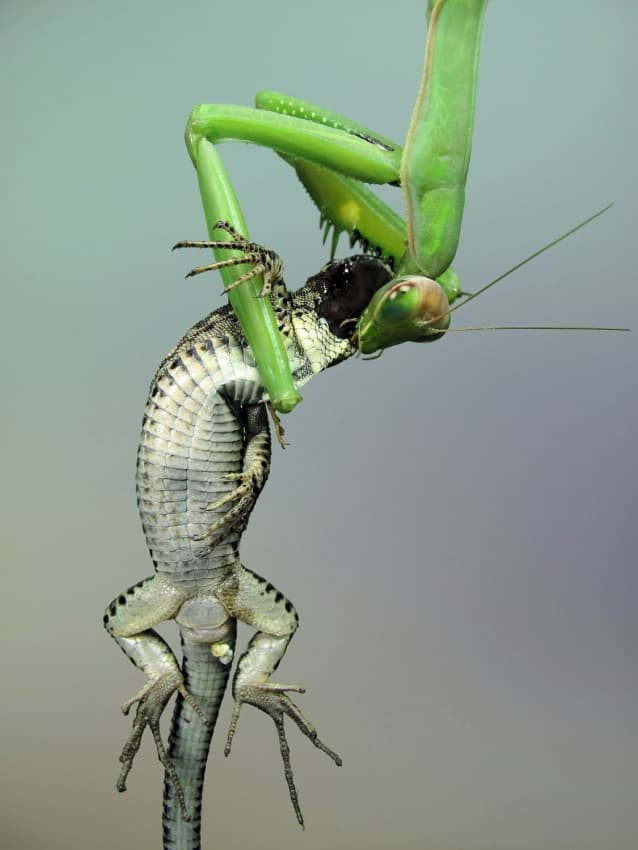 Praying Mantis Eats Lizard by Jimmy Hoffman — canvas wall art