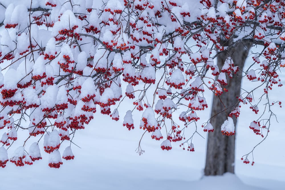 Snow Covered Red Berries by Mei Xu — canvas wall art