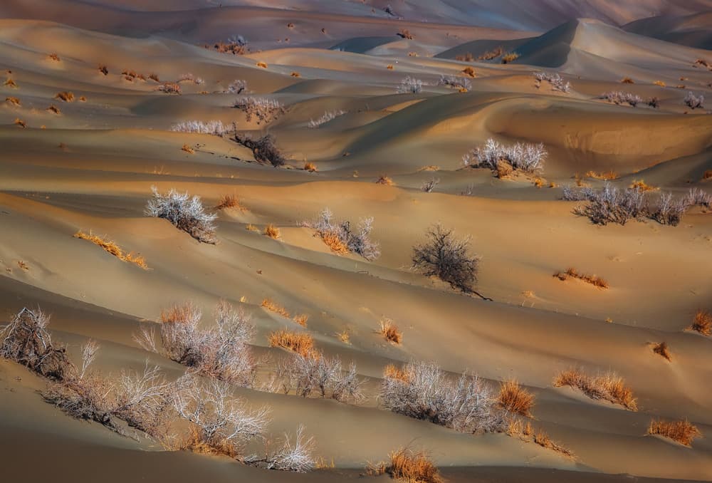 Golden Desert Dunes by Babak Mehrafshar — canvas wall art
