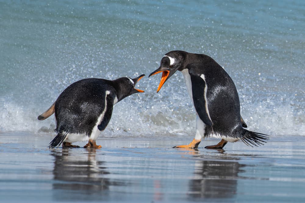 Yelling Gentoo Penguins by James Cai — canvas wall art