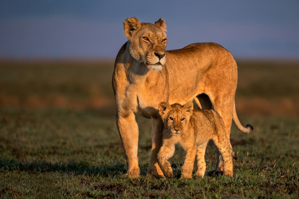 Lion Mother And Cub by Xavier Ortega — canvas wall art