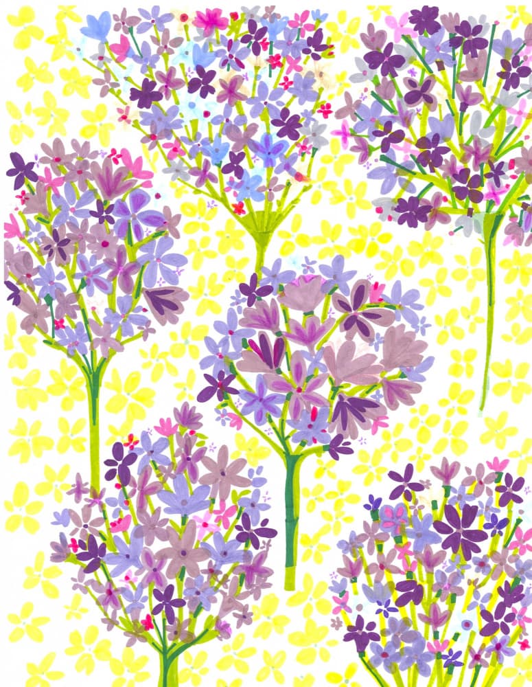 Lilly of the Nile by Sharon Nullmeyer — canvas wall art
