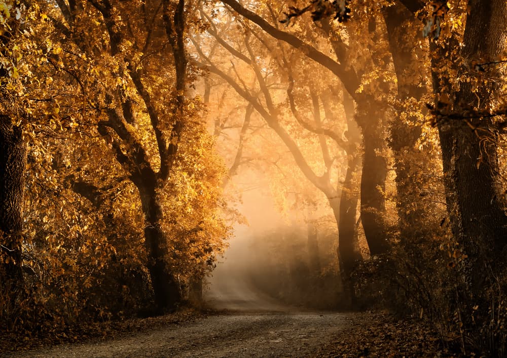 Tuscan Dream Alley III by Mike Kreiten — canvas wall art