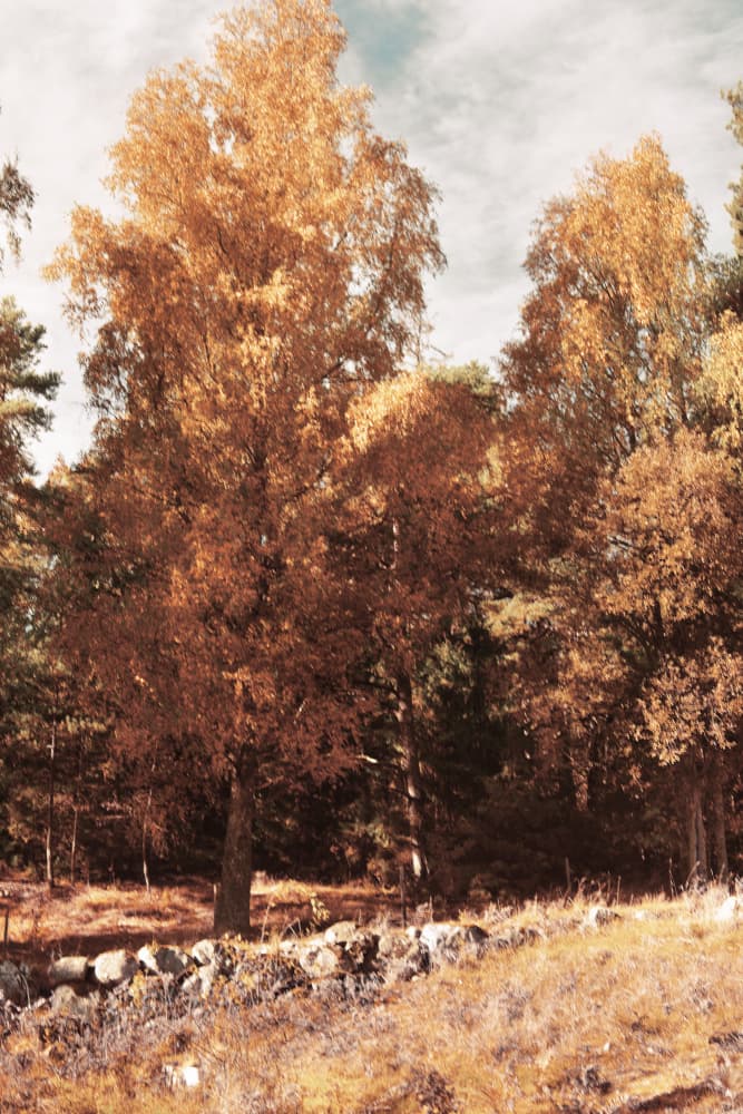 Golden Autumn Forest by Christina Sillen — canvas wall art
