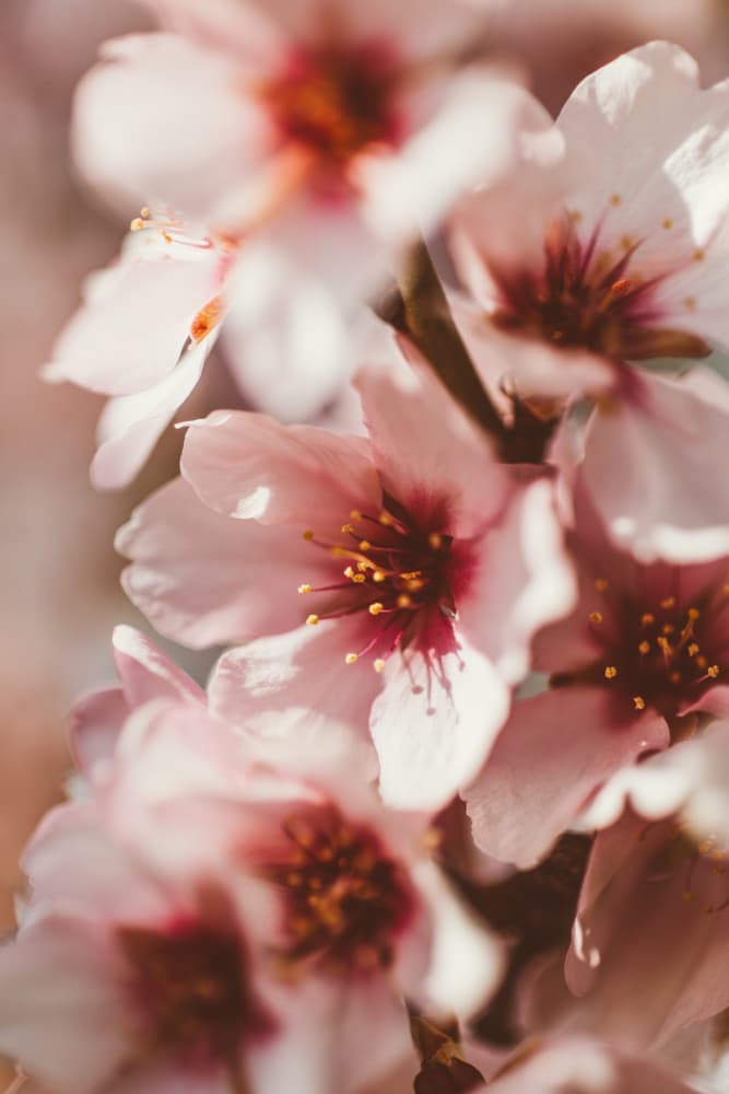 Pink Spring Blossoms by Javier Pardina — canvas wall art