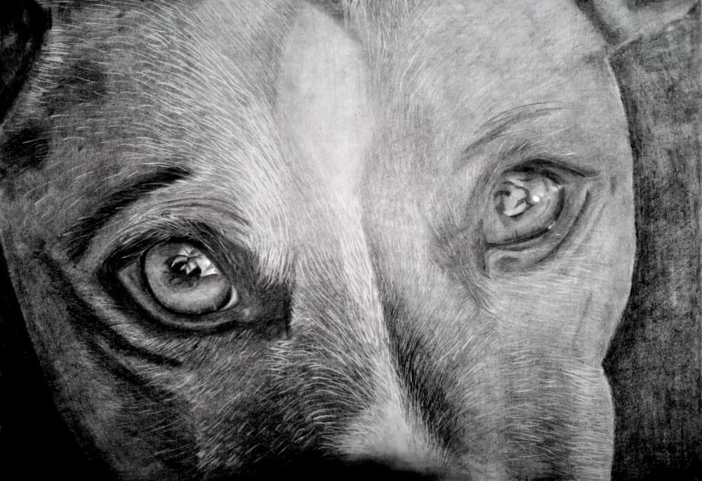 Dog's Soulful Gaze by Marchelle de Kock — canvas wall art