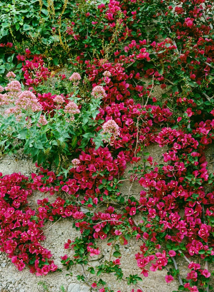 Bougainvillea Flower Wall by Bethany Young — canvas wall art