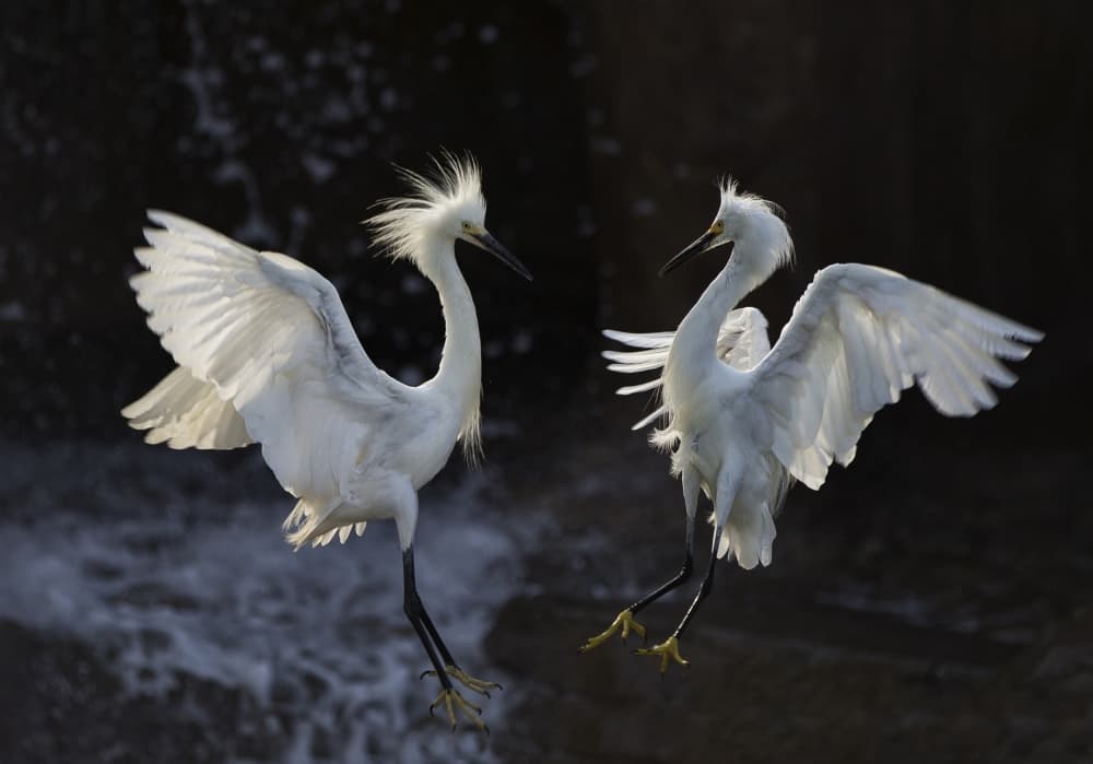 Dancing White Egrets by C.S. Tjandra — canvas wall art