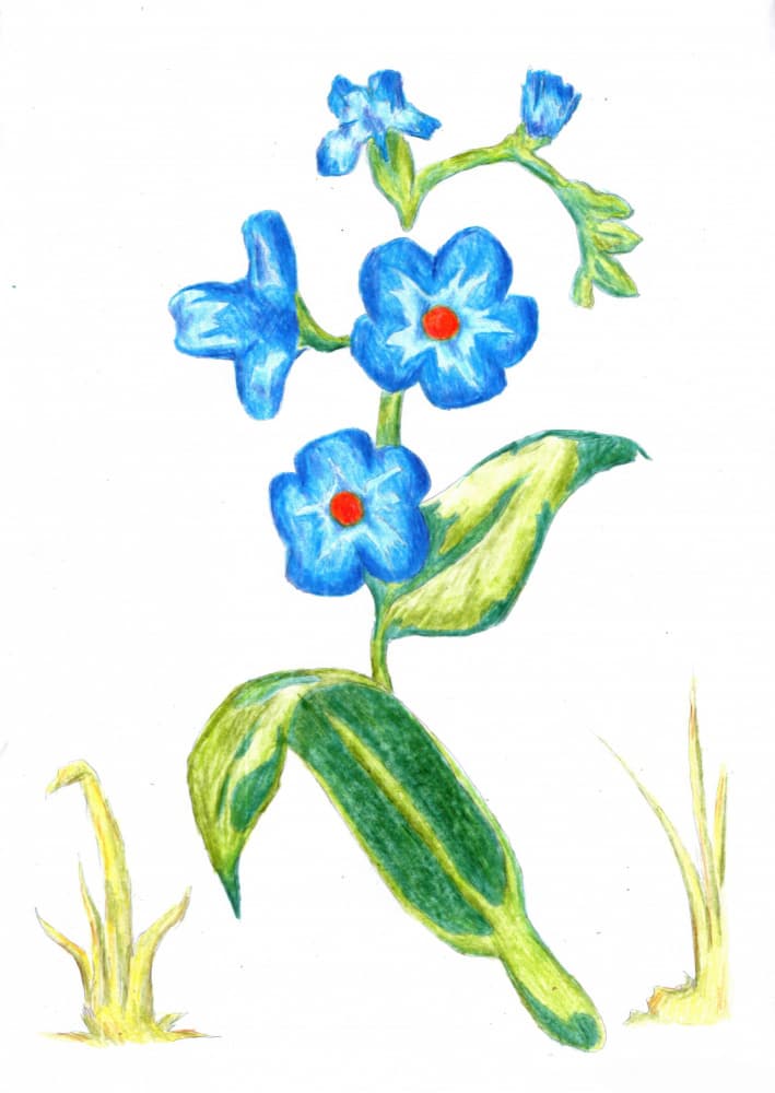 Delicate Blue Blooms by Kulik — canvas wall art
