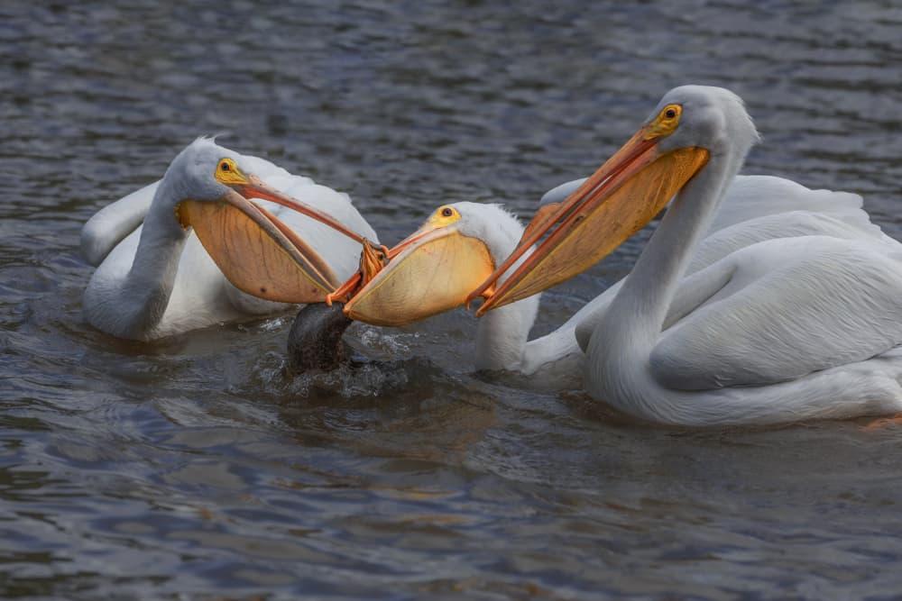 Pelicans Sharing the Catch by Taksing (吉星高照) — canvas wall art