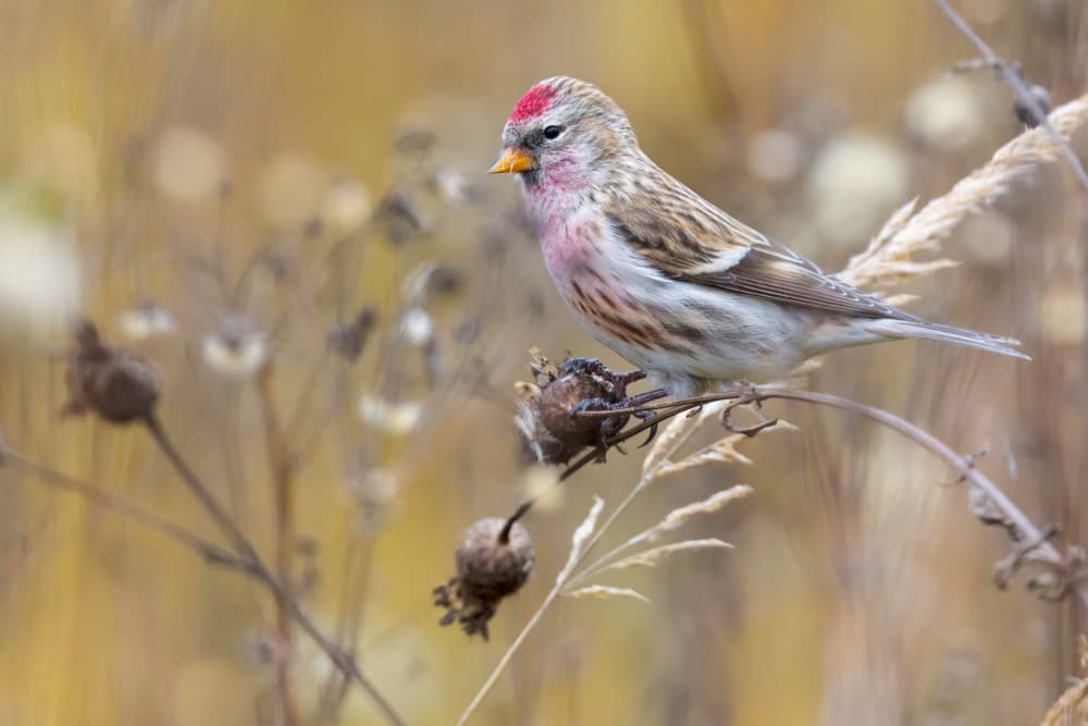 Redpoll in Autumn by Dmitry Doronin — canvas wall art