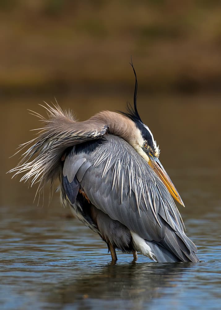 Great Blue Heron Grooming by verdon — canvas wall art