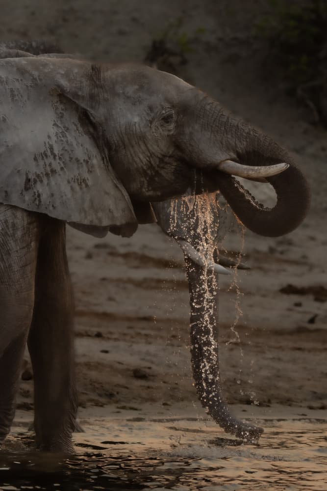 Elephant's Golden Refreshment by Etienne Steenkamp — canvas wall art