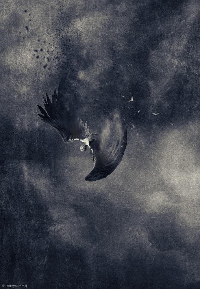 Falling Dark Bird by Jeffrey Hummel — canvas wall art