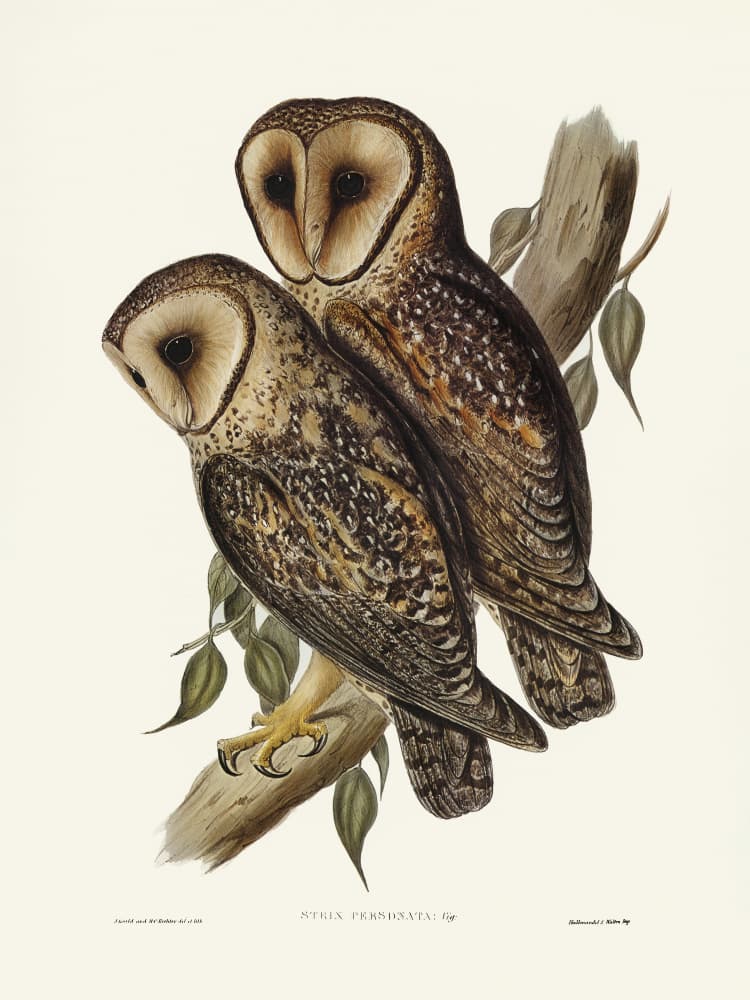 Masked Barn Owl by Elizabeth and John Gould — canvas wall art