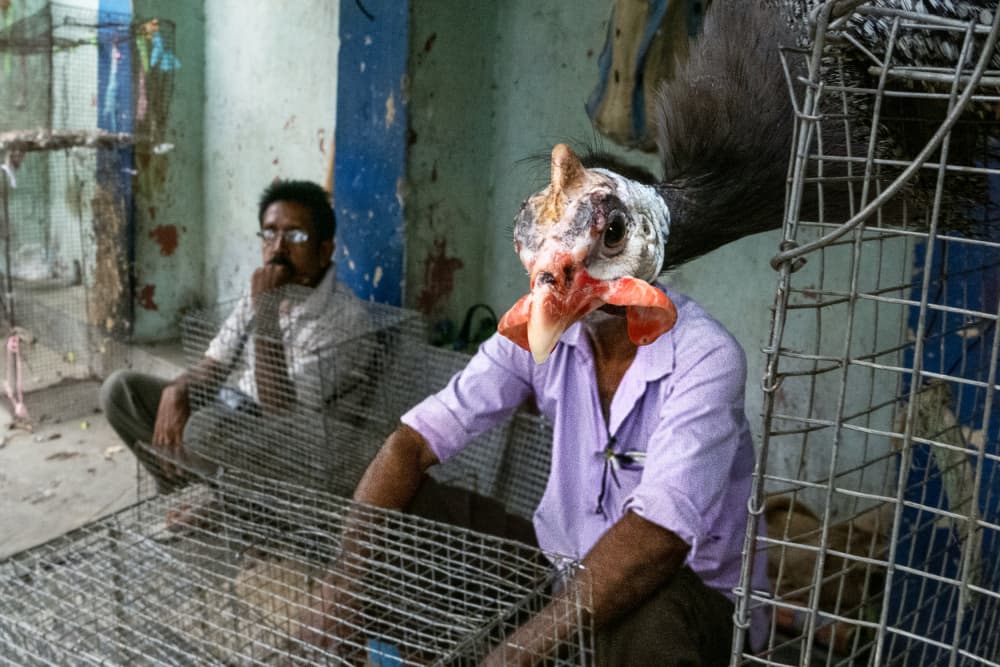 Man With Chicken Head by Kuntal Biswas — canvas wall art