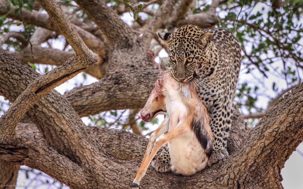 African Leopard Tree by Jeffrey C. Sink — canvas wall art