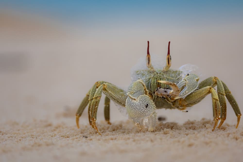 Ghost Crab on Sandy Shore by GENNARO DI NOTO — canvas wall art