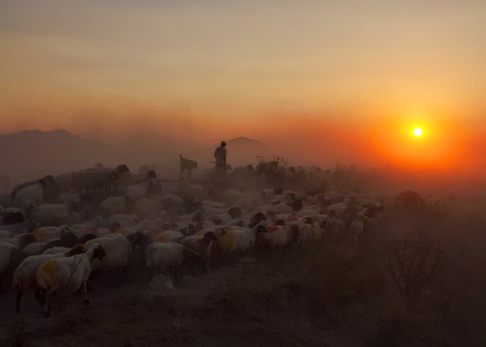 Shepherd and Sheep Sunset by Feyzullah Tunç — canvas wall art