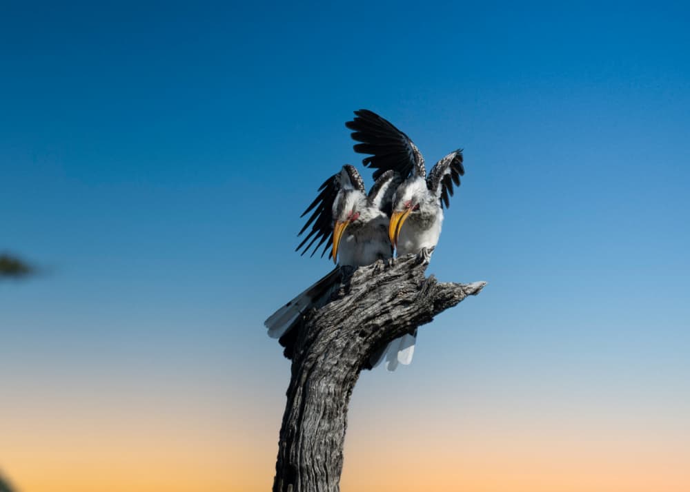 Two Hornbills Golden Hour by Ken Liang — canvas wall art